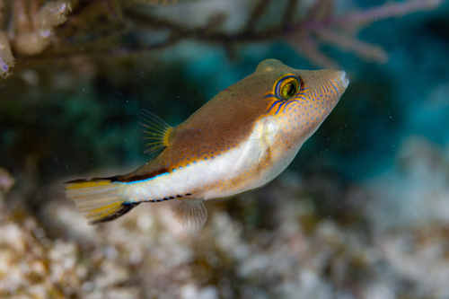 Caribbean Sharpnose Puffer