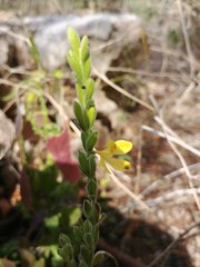 Henrya insularis