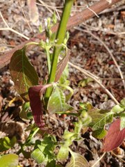 Henrya insularis