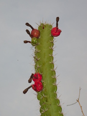 Stenocereus standleyi