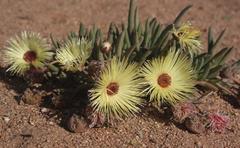 Cephalophyllum pillansii