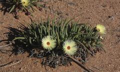 Cephalophyllum pillansii