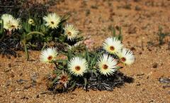 Cephalophyllum pillansii