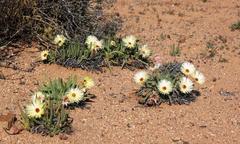 Cephalophyllum pillansii