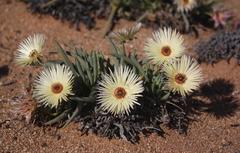 Cephalophyllum pillansii