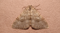 Colostygia multistrigaria