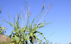 Trachyandra adamsonii