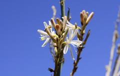 Trachyandra adamsonii