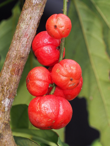 Baccaurea racemosa observed 2013-10-12