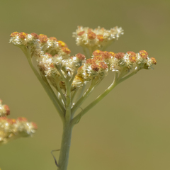 Helichrysum pallidum
