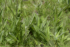 Helichrysum pallidum