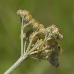 Helichrysum pallidum