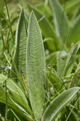Helichrysum pallidum