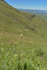 Helichrysum pallidum