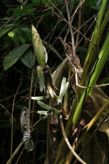 Musa gracilis