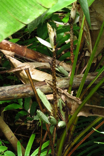 Musa gracilis, photograph 2