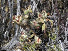 Tylecodon reticulatus