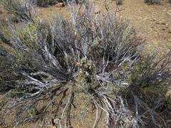 Tylecodon reticulatus