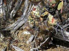 Tylecodon reticulatus