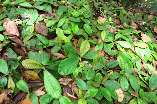 Acrotrema costatum (Acrotrema costatum)