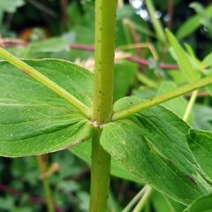 Hypericum maculatum obtusiusculum