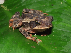 Mountain Toad photo 4