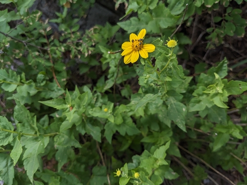 Image of Zaluzania grayana by (c) Alina Martin, some rights reserved (CC BY)
