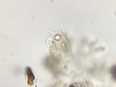 Setchelliogaster tenuipes image