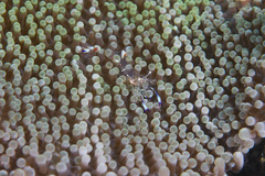 Ancylomenes holthuisi