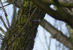 Sitta europaea