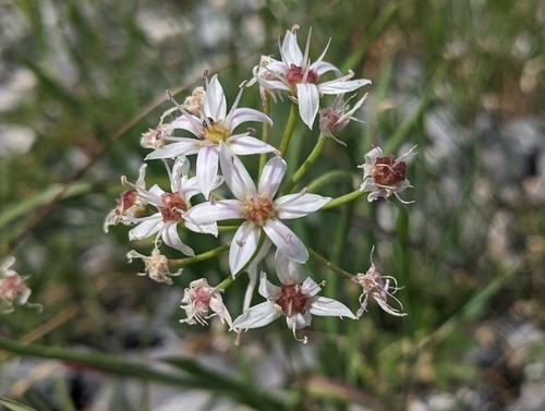 Image of Allium plummerae by (c) Alina Martin, some rights reserved (CC BY)
