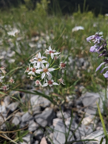 Image of Allium plummerae by (c) Alina Martin, some rights reserved (CC BY)