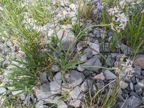 Image of Allium plummerae by (c) Alina Martin, some rights reserved (CC BY)