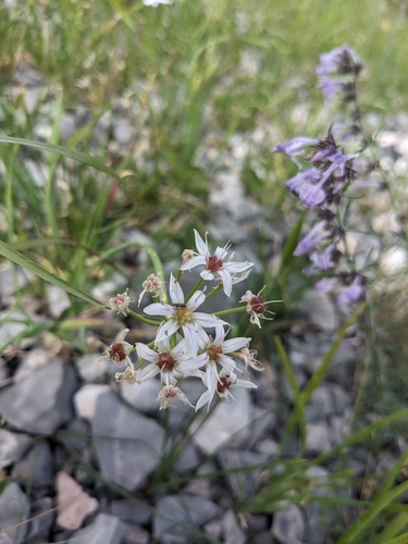 Image of Allium plummerae by (c) Alina Martin, some rights reserved (CC BY)