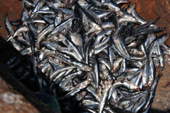Peruvian Anchoveta photo 3