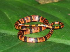 Variegated False Coral Snake photo 2