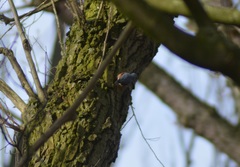 Sitta europaea