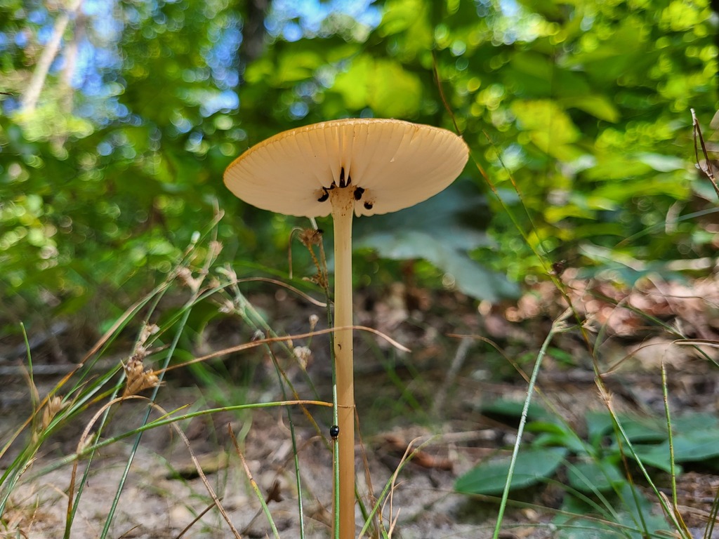 Beech Rooter Beech Rooter from Caroline County, MD, USA on August 14, 2023 at 01:59 ...