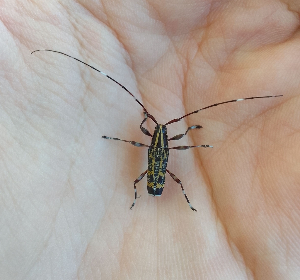 Colobothea olivencia