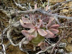 Tylecodon reticulatus