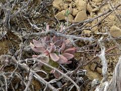 Tylecodon reticulatus
