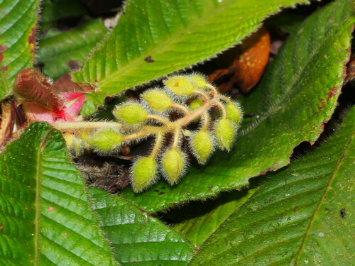 Acrotrema costatum (Acrotrema costatum)