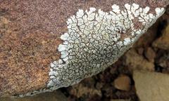 Xanthoparmelia serusiauxii