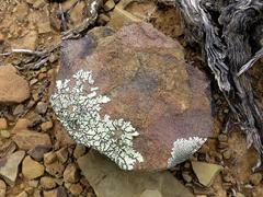 Xanthoparmelia serusiauxii