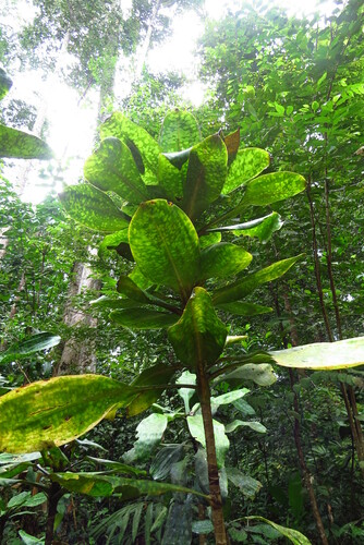 Cantley's Dracaena (Dracaena cantleyi)