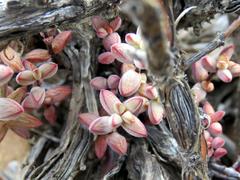 Crassula subaphylla
