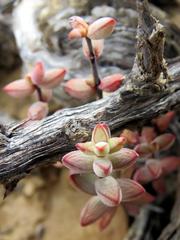 Crassula subaphylla