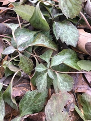 Pachysandra procumbens