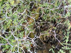 Pelargonium crithmifolium