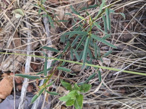 Image of Desmodium arizonicum by (c) Alina Martin, some rights reserved (CC BY)